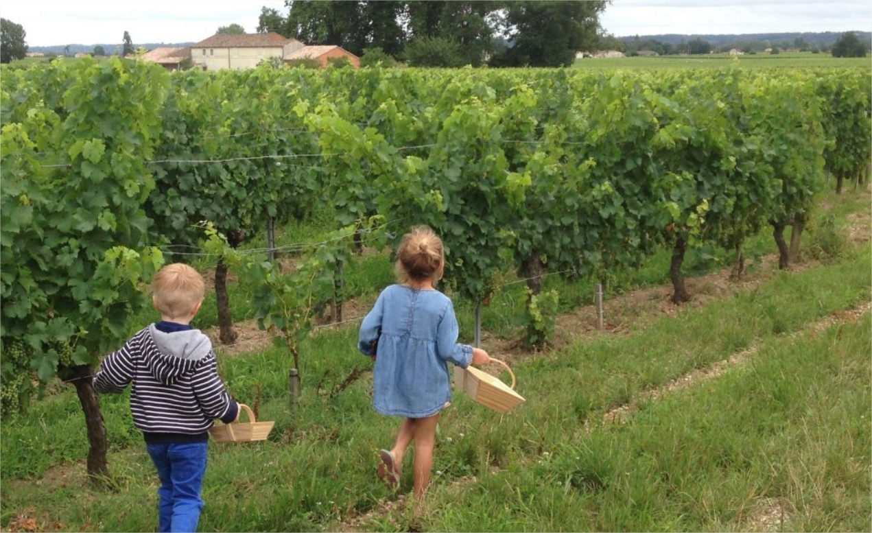 Vignoble avec les enfants