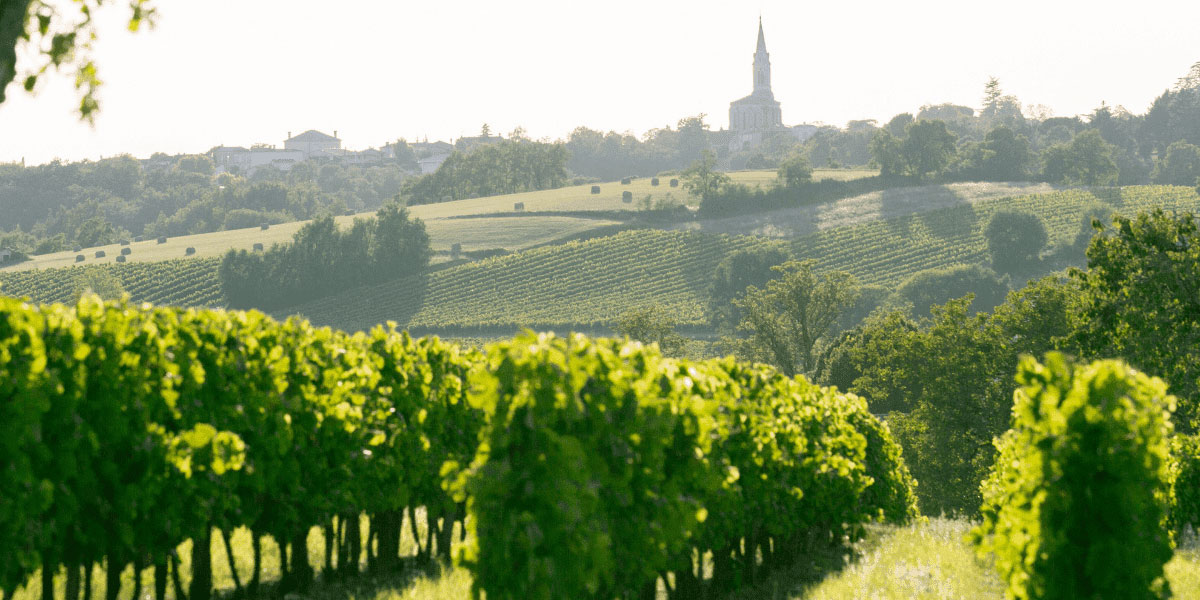 Visite vignoble à la journée