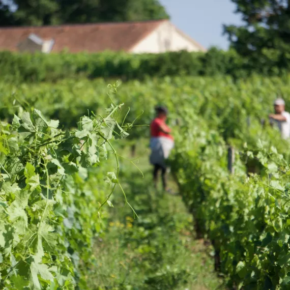 Balestard dégustation à l'aveugle