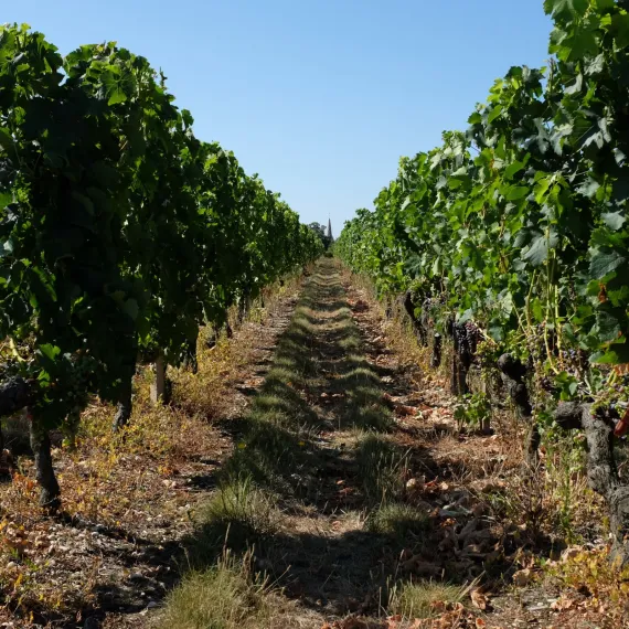 vert Bx Médoc