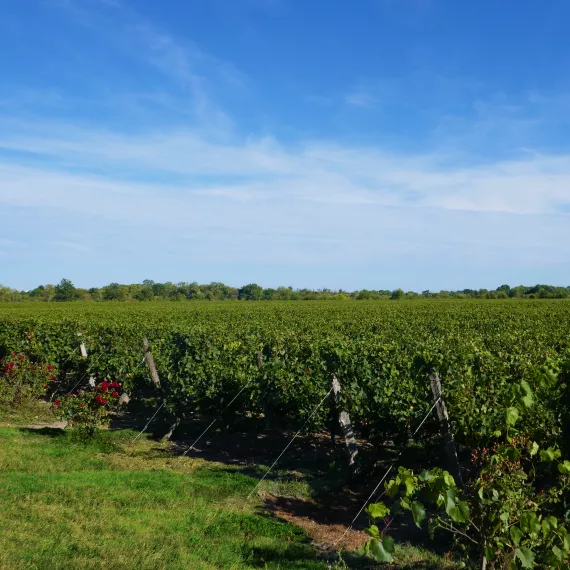 Les vignes du château Sainte-Barbe