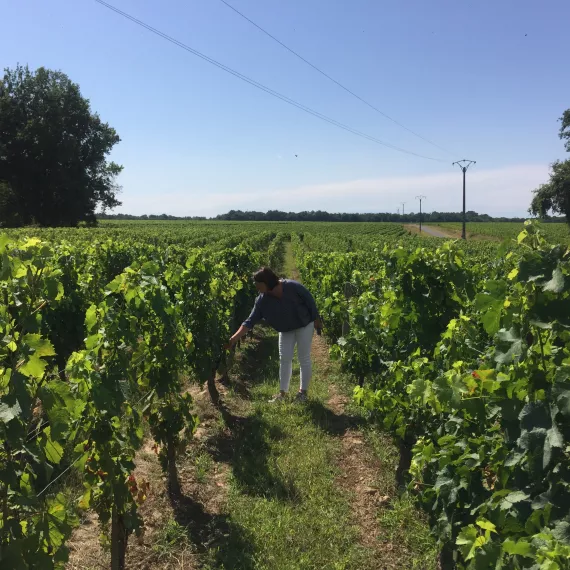 Les vignes château Vieux-Mougnac