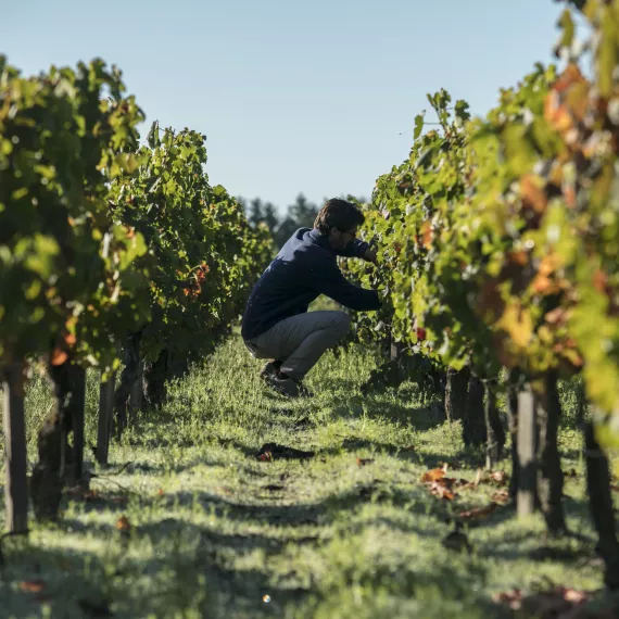 Le travail de la vigne