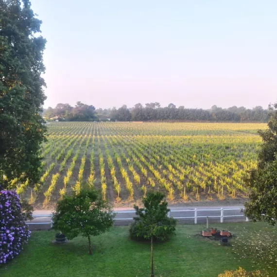 vue sur les vignes