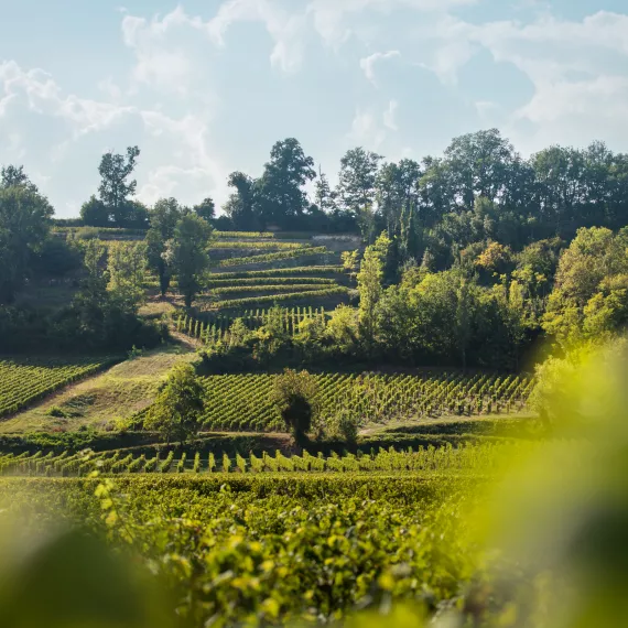 Le vignoble Saint-Emilion chateau Bernateau