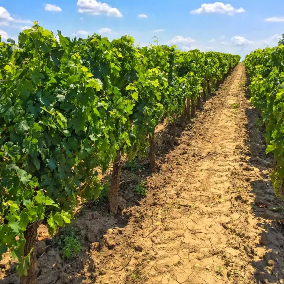 Medoc Wine Tour - Full-Day