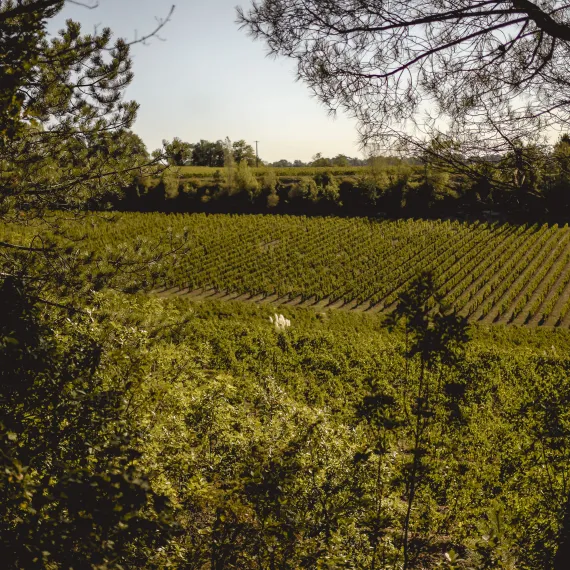 Paysage viticole de Bordeaux avec des rangées de vignes bordées d'arbres et de pins, offrant une vue sur les coteaux environnants.