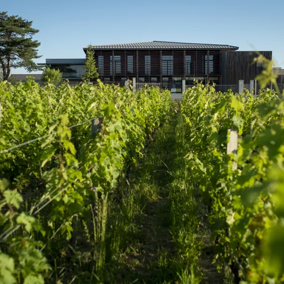 Château Couhins vu des vignes