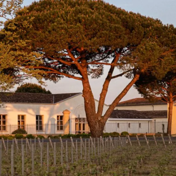 Château de Fieuzal vu depuis les vignes