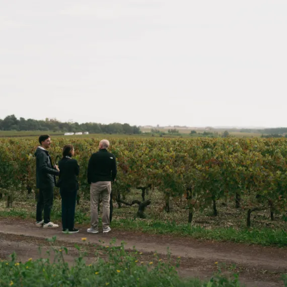 Explication du travail des vignes Château De Camensac