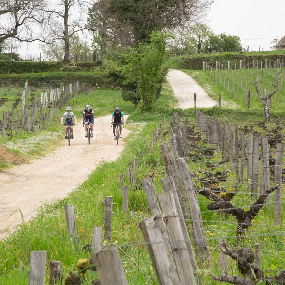 Vélos Gravel dans les vignes