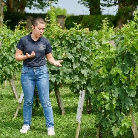 Vignes du Château Haut Breton Larigaudière