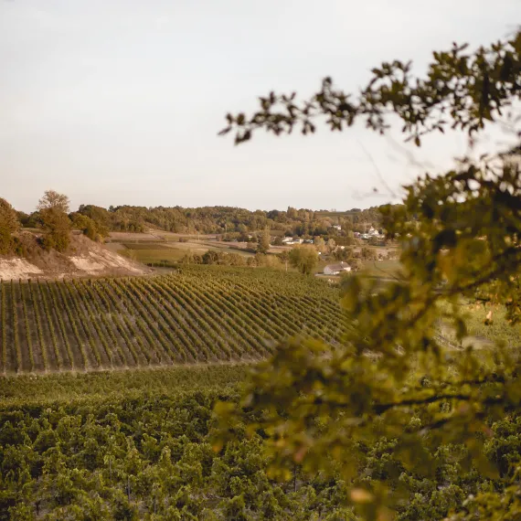 Vue panoramique sur les vignobles de Bordeaux, avec des rangées de vignes s'étendant sur les coteaux et le paysage rural environnant.