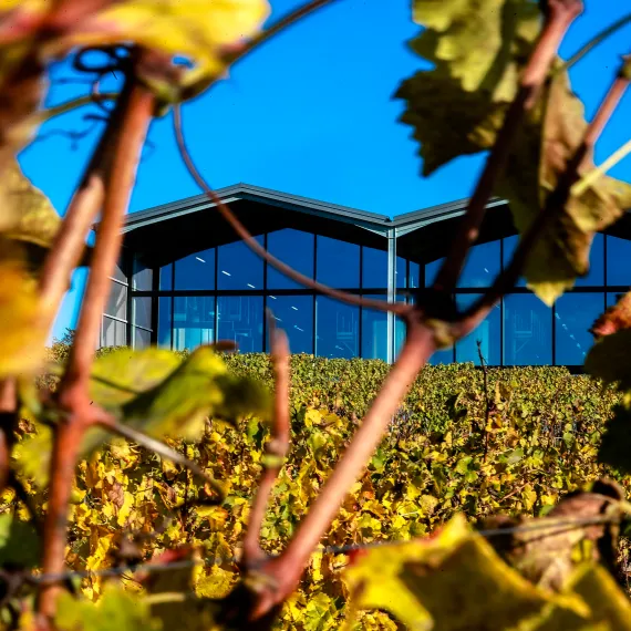 Château Lauduc vu des vignes