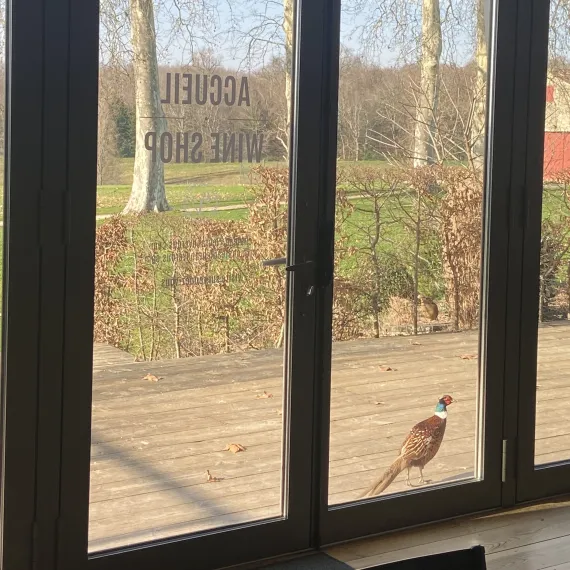 Faune au Château Le Grand Verdus