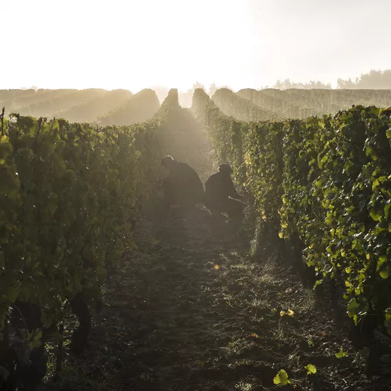 Les Vignes de Rayne Vigneau