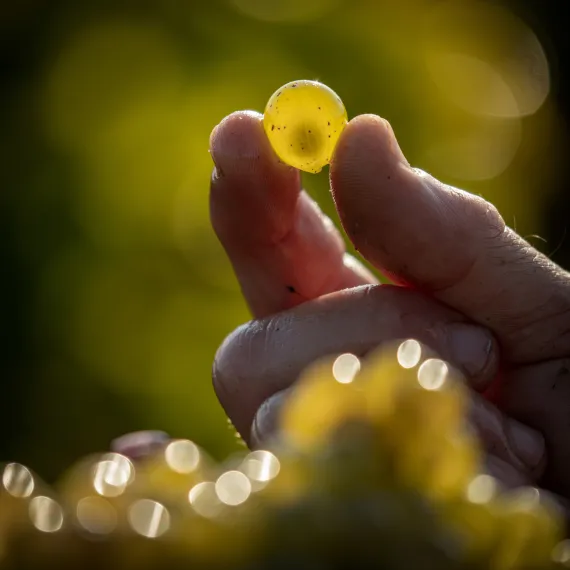 Raisin blanc du Château Couhins