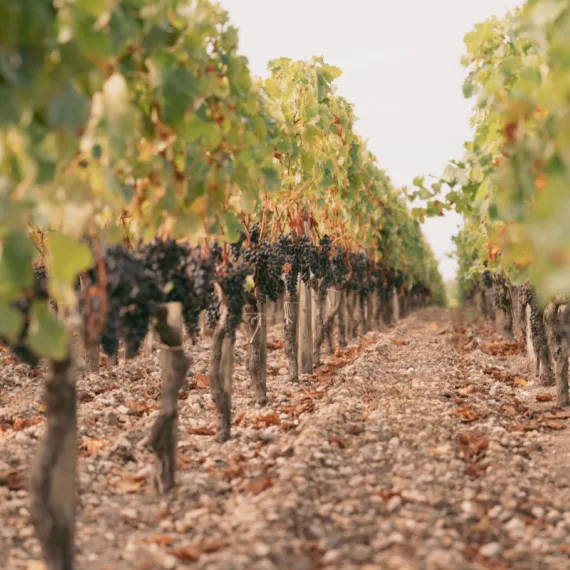 vignes et raisins Château de Camensac