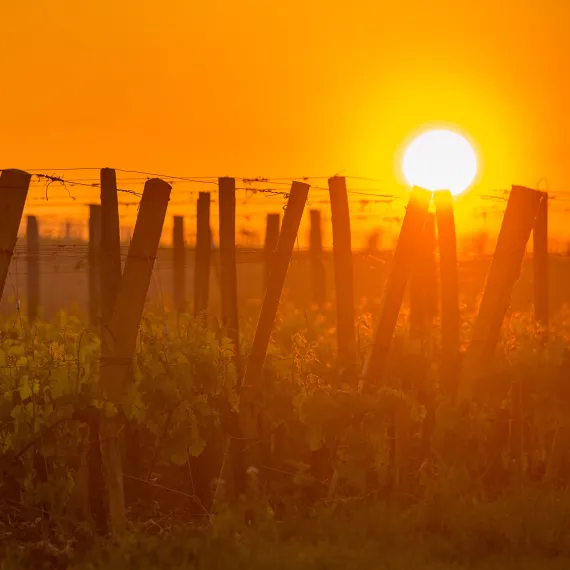 Coucher de soleil sur les vignes Journée Saint-Emilion
