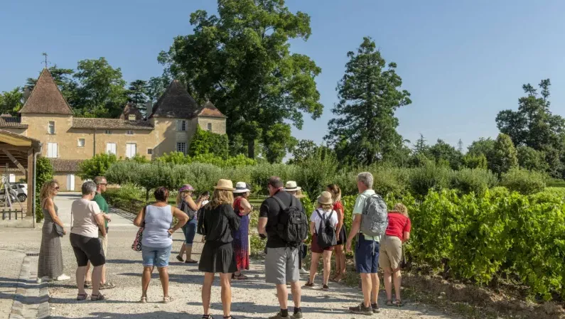 Weinberge von Bordeaux im Sommer