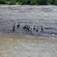 Le Pêcheur de Bordeaux