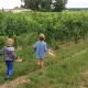 apprentis vignerons cormeil figeac