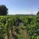 Les vignes château Vieux-Mougnac