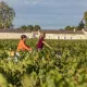 A vélo dans Margaux