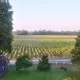 vue sur les vignes