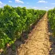 Saint-Emilion Wine Tour - Full-Day