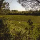 Vue sur les rangées de vignes dans le vignoble de Saint-Emilion.