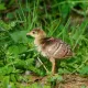 Bébé paon au Château Citran