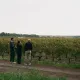 Explication du travail des vignes Château De Camensac