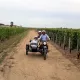 Découverte des vignobles en side-car 