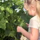 Petite fille observant une feuille de vigne au cœur du vignoble