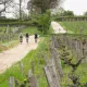 Vélos Gravel dans les vignes