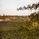 Vue panoramique sur les vignobles de Bordeaux, avec des rangées de vignes s'étendant sur les coteaux et le paysage rural environnant.