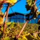 Château Lauduc vu des vignes