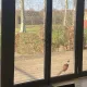 Faune au Château Le Grand Verdus