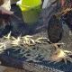 Sortie pêche