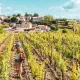 Saint-Emilion vu des vignes 