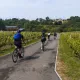Vélo dans le vignoble