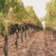 vignes et raisins Château de Camensac