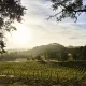 Vignes du Château Plain Point