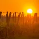Coucher de soleil sur les vignes Journée Saint-Emilion
