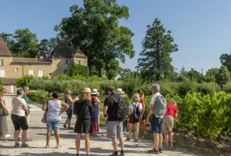 Weinberge von Bordeaux im Sommer